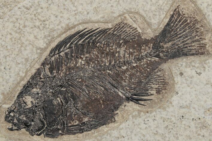 Fossil Fish (Cockerellites) - Green River Formation #214090